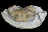 D Fossil Crab (Pulalius) Washington - Washington State #67571-2